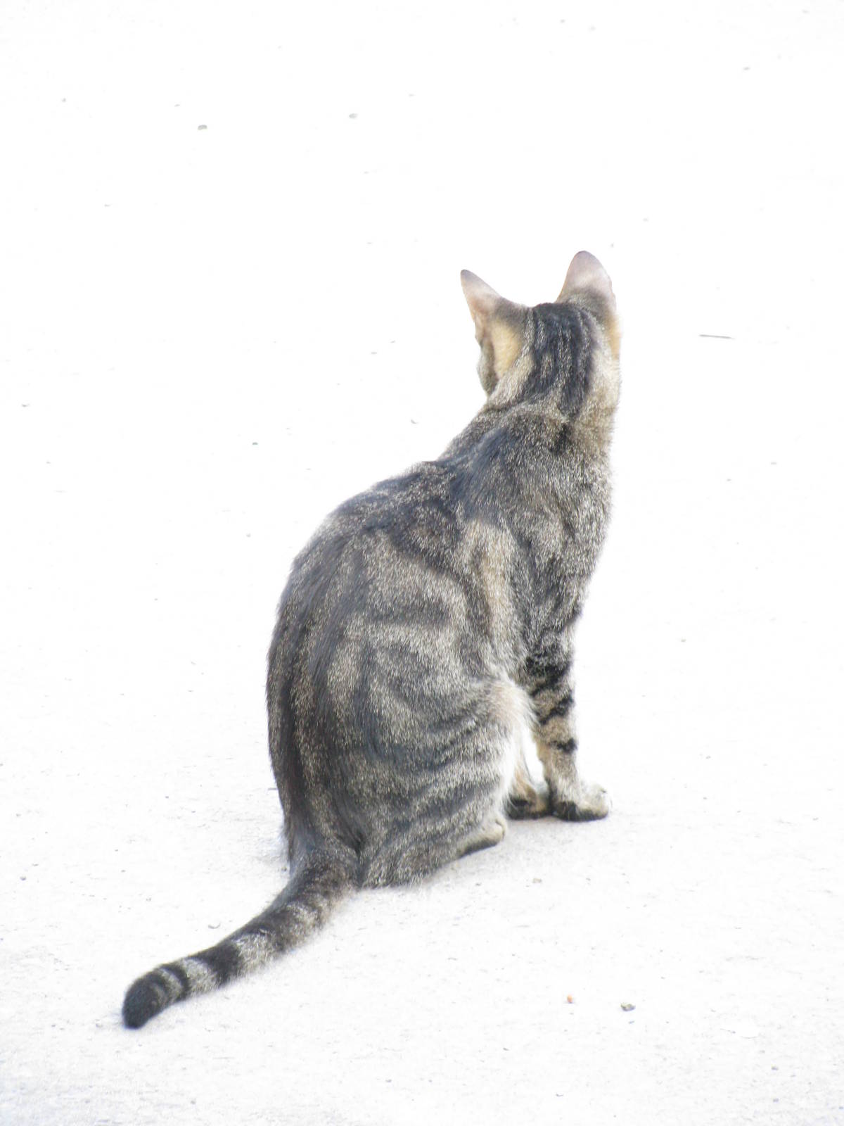 Another free-roaming cat