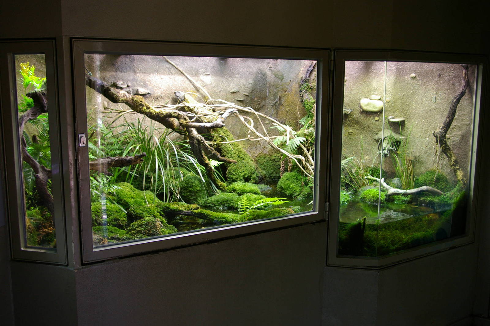another frog tank, Melbourne Zoo