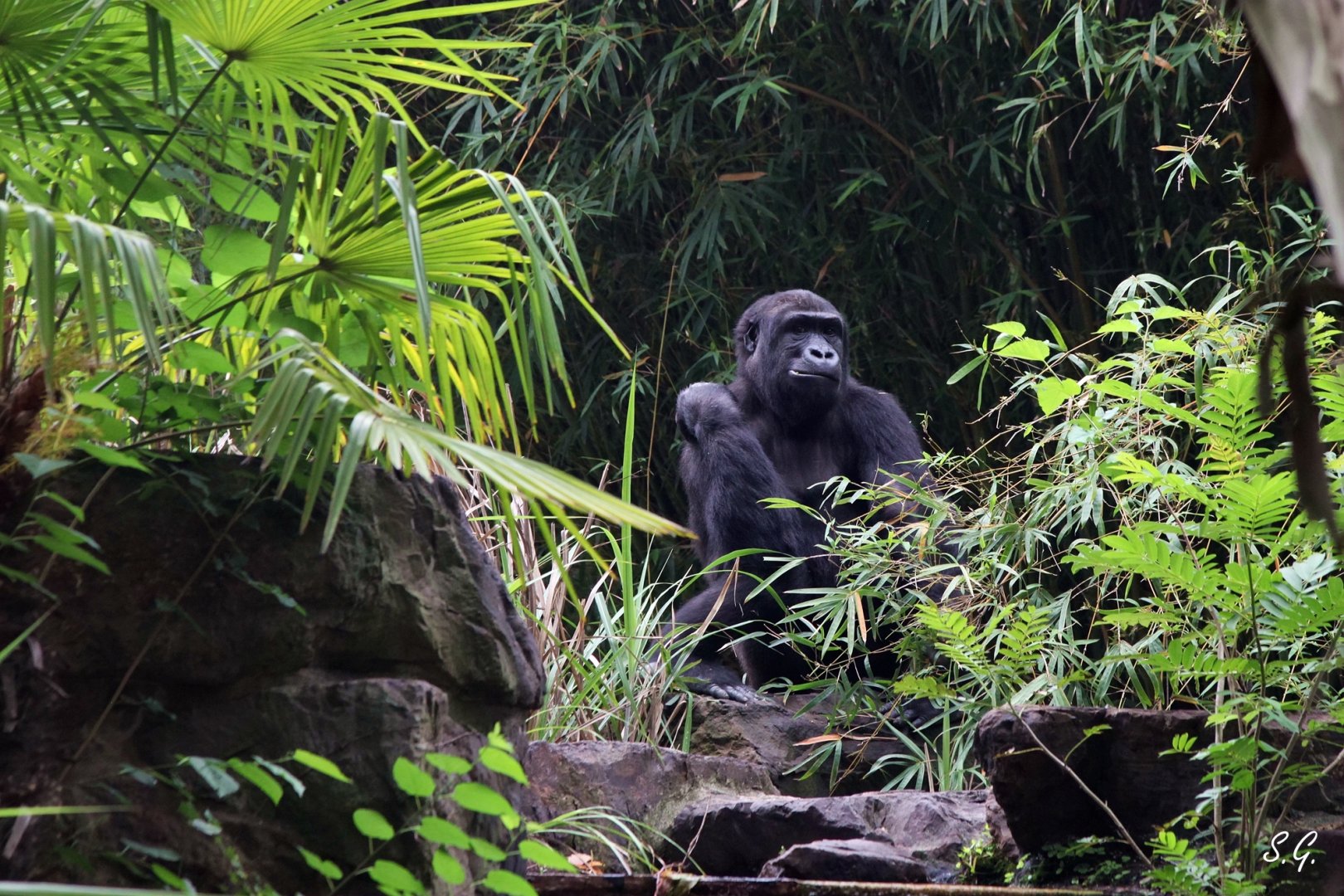 Another gorilla sitting and browsing bamboos