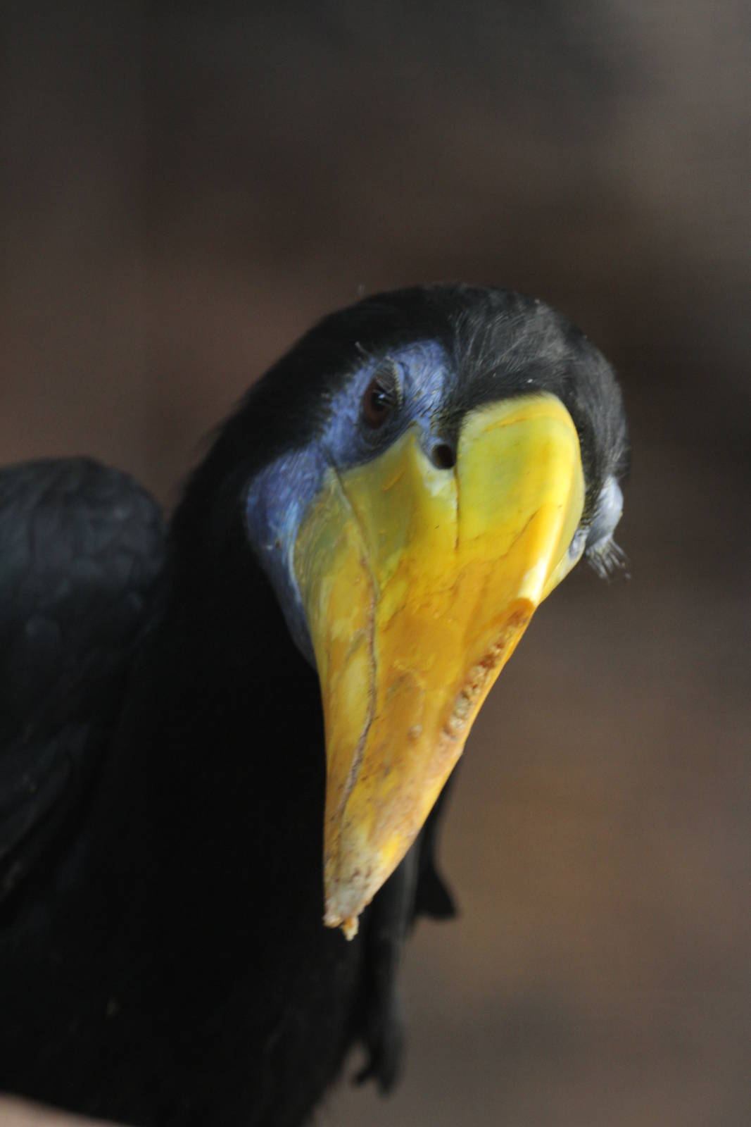 Another Hornbill ID Please