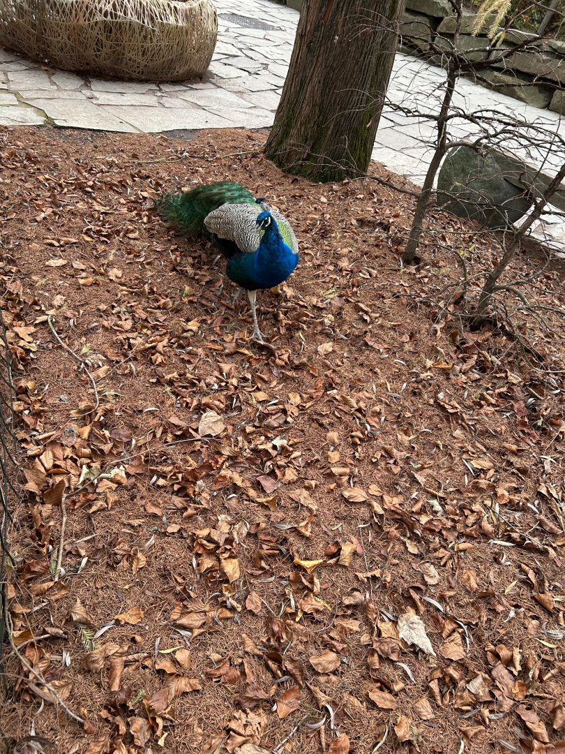 Another Indian peacock