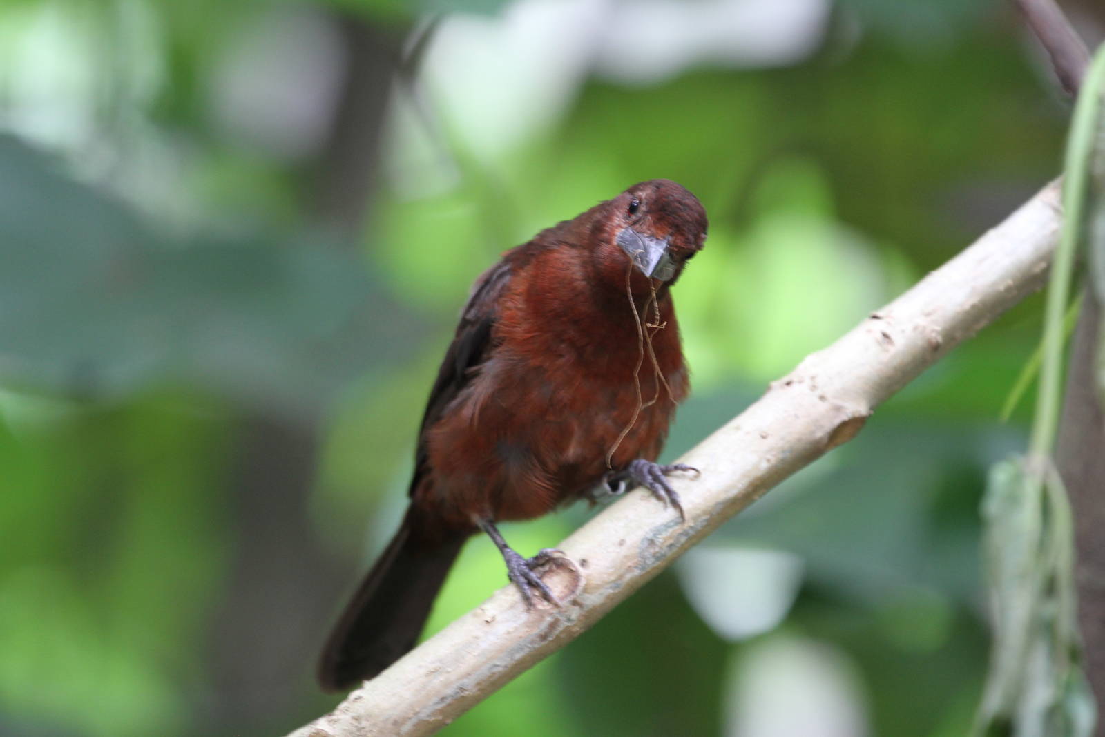 Another Jungle Jewels Bird ID