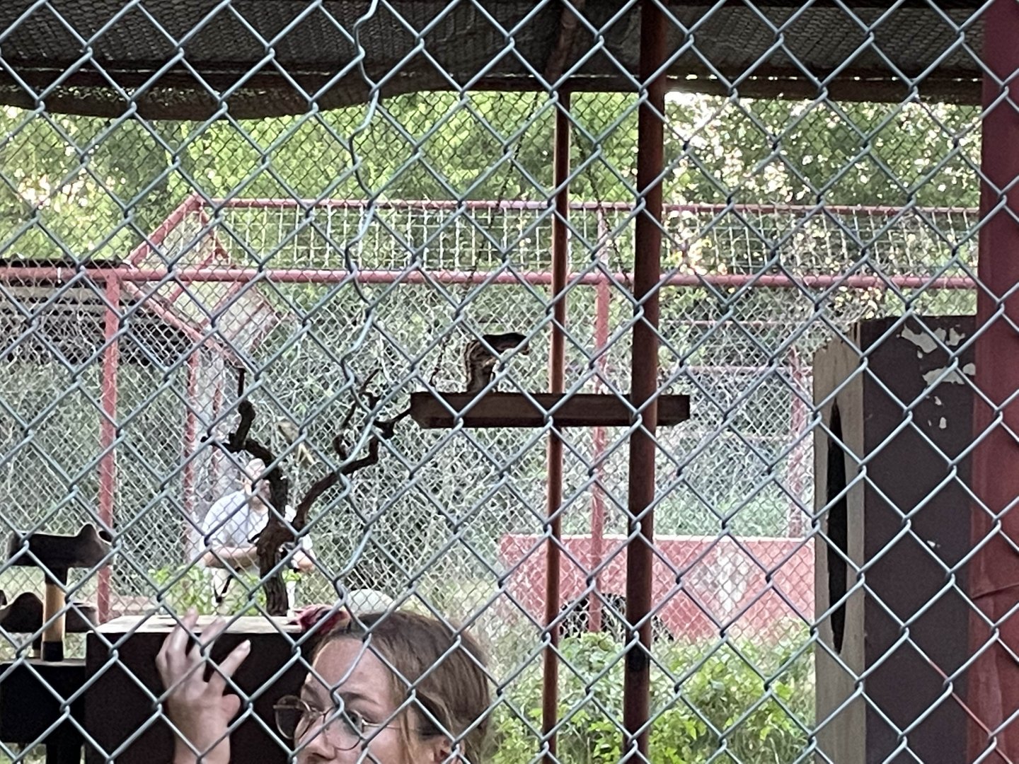 Another Juno the Margay pic