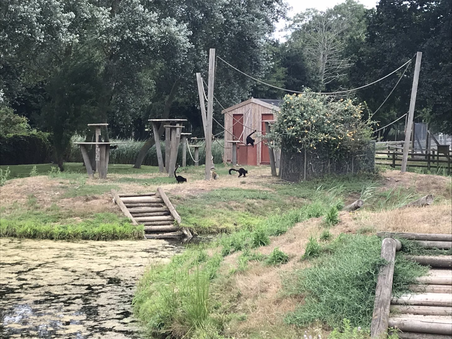 Another Lemur Island 080818