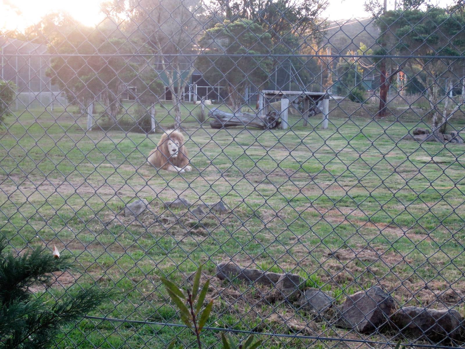 Another lion enclosure