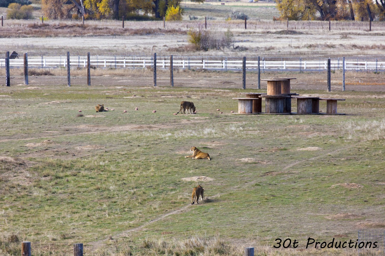 Another Lion Habitat