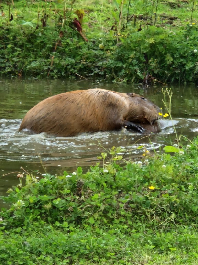 Another look at Capybaras play-fighting