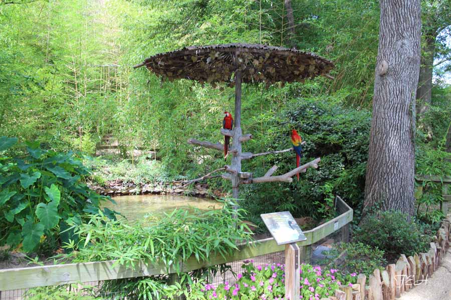 another macaw on a stick