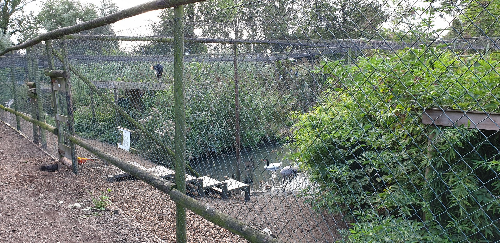 Another mixed species aviary