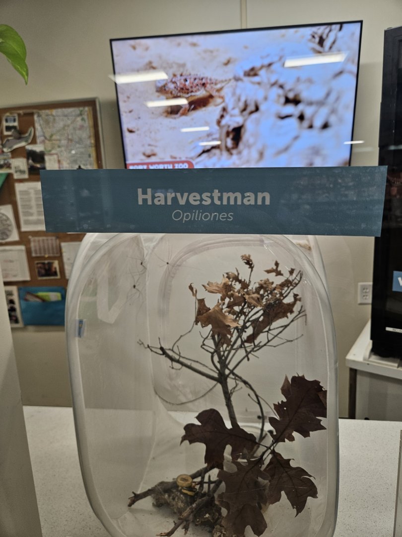 Another new arthropod