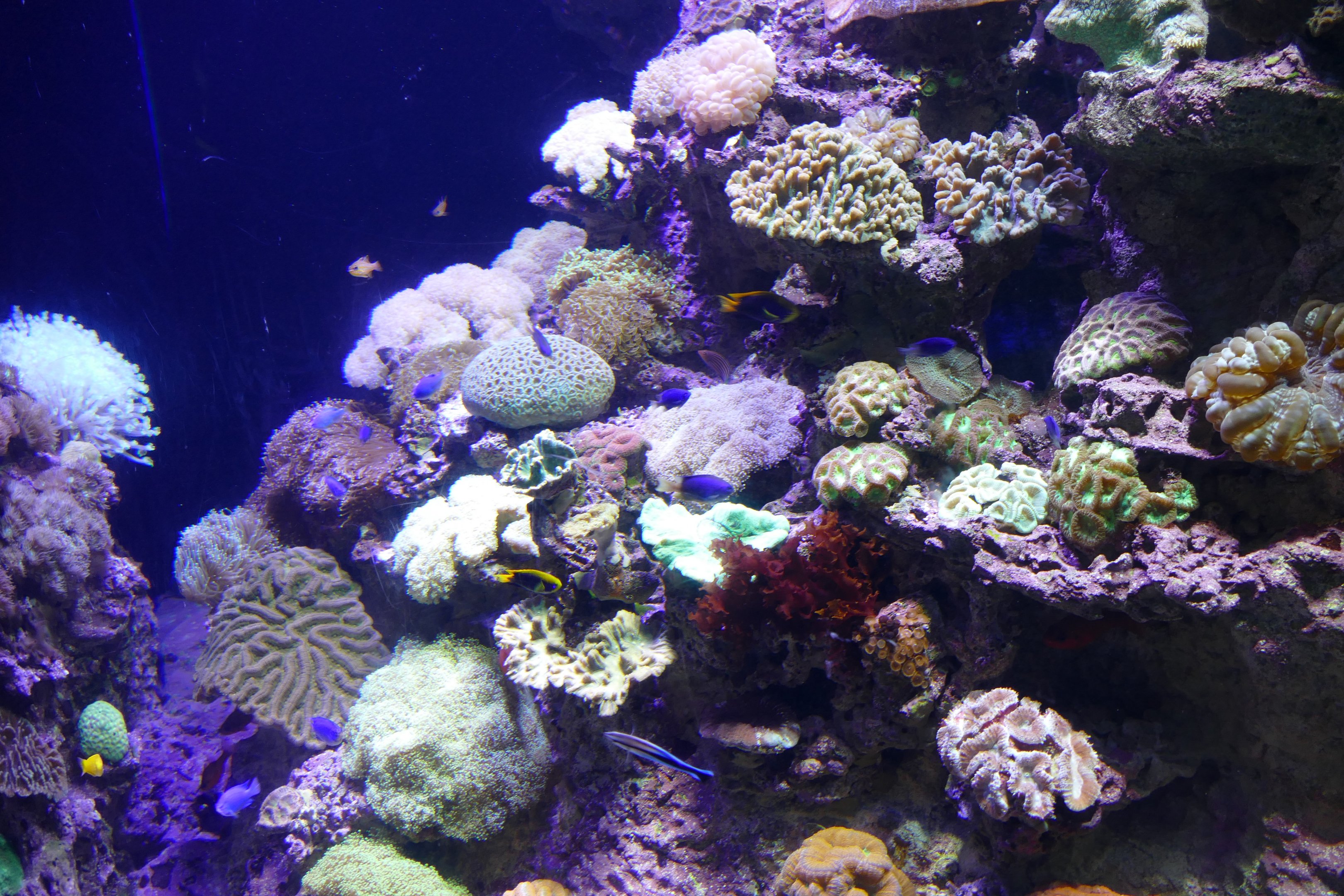 Another nicely landscaped tank!