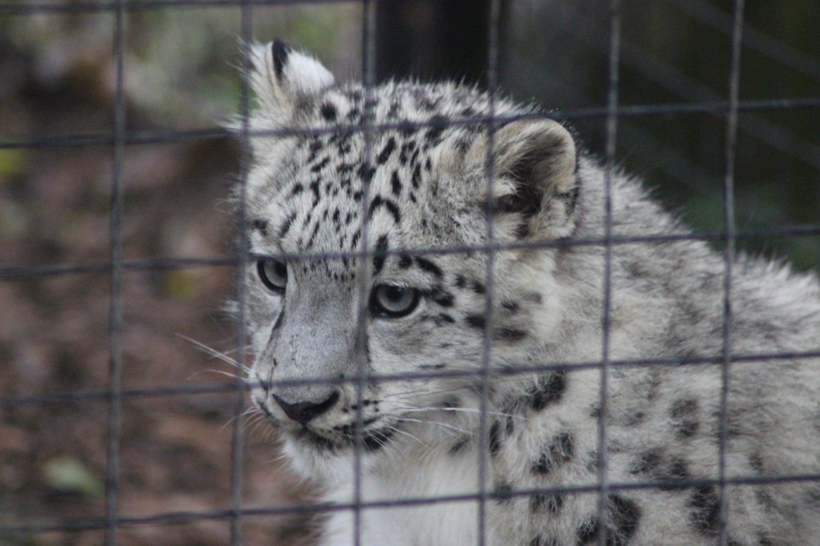 Another one of the beautiful Snow Crystal (Chris)