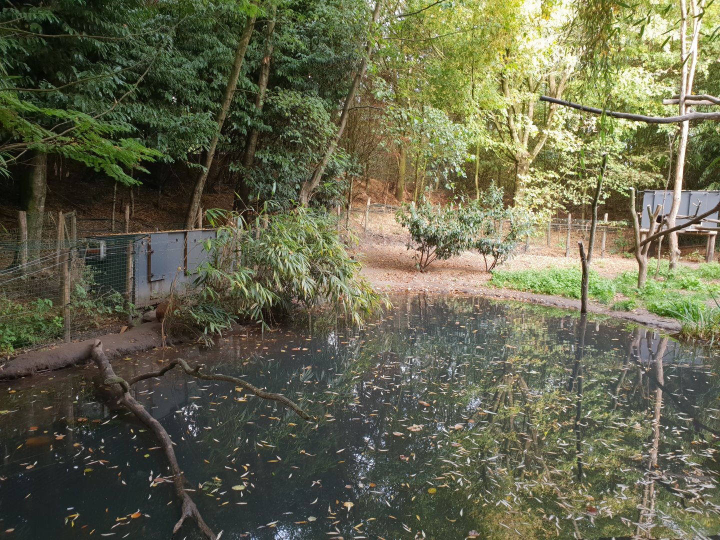 Another part Bush dog - Crab-eating raccoon enclosure