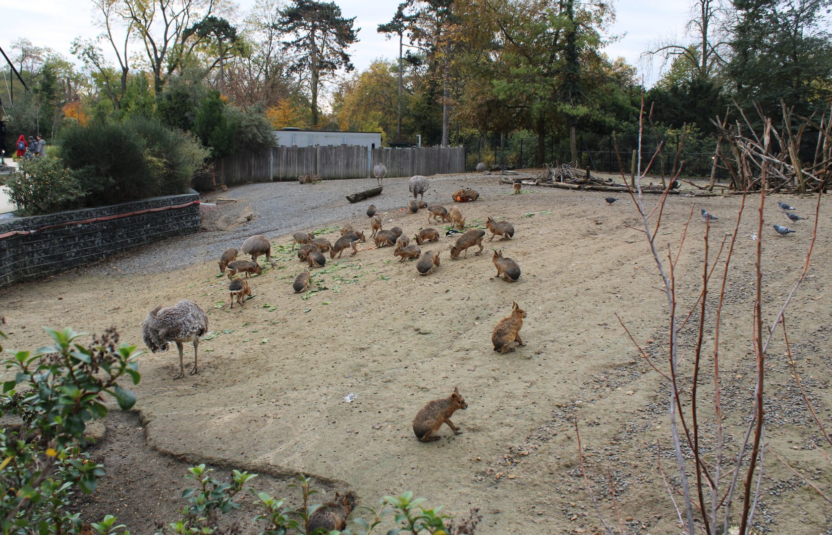 Another part of the Guanaco, Patagonian mara and Darwin rhea enclosure
