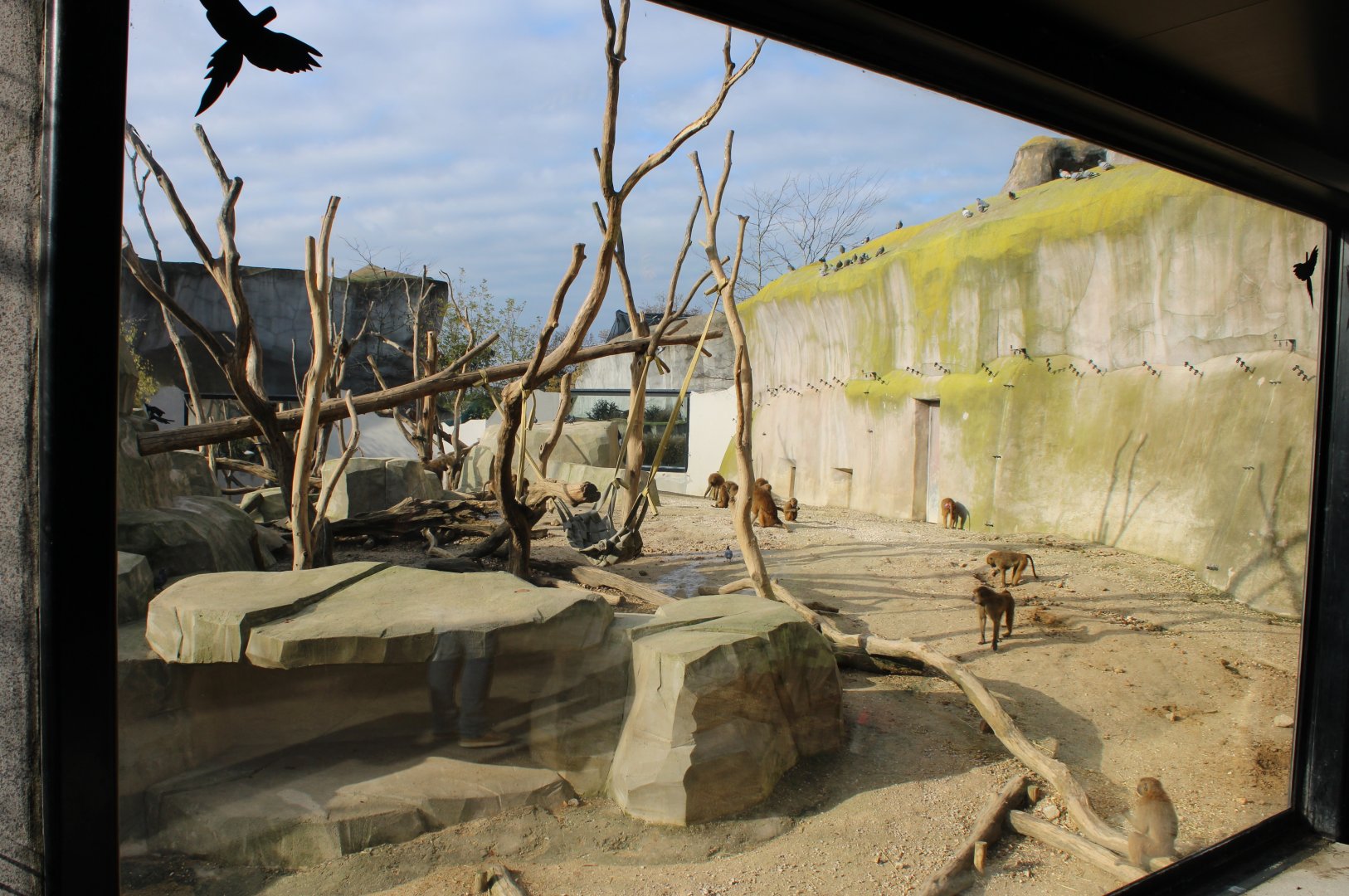 Another part of the Guinea baboon enclosure