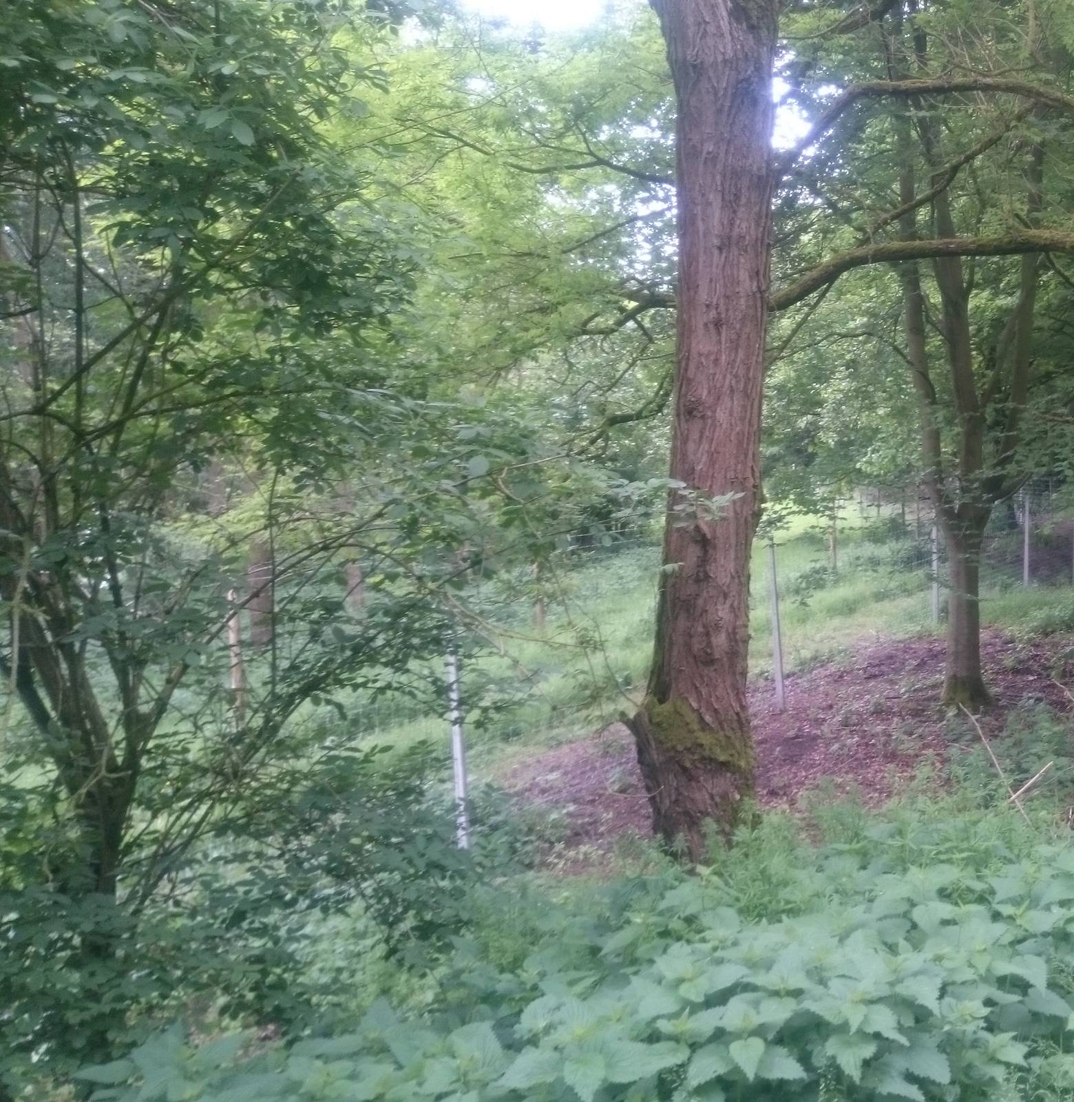 Another part of the Pere David's deer enclosure