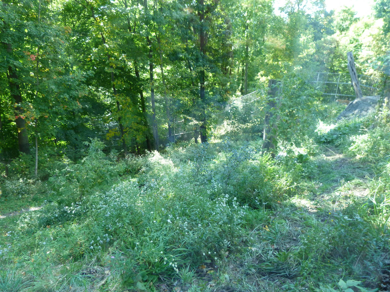 Another part of Tiger Exhibit