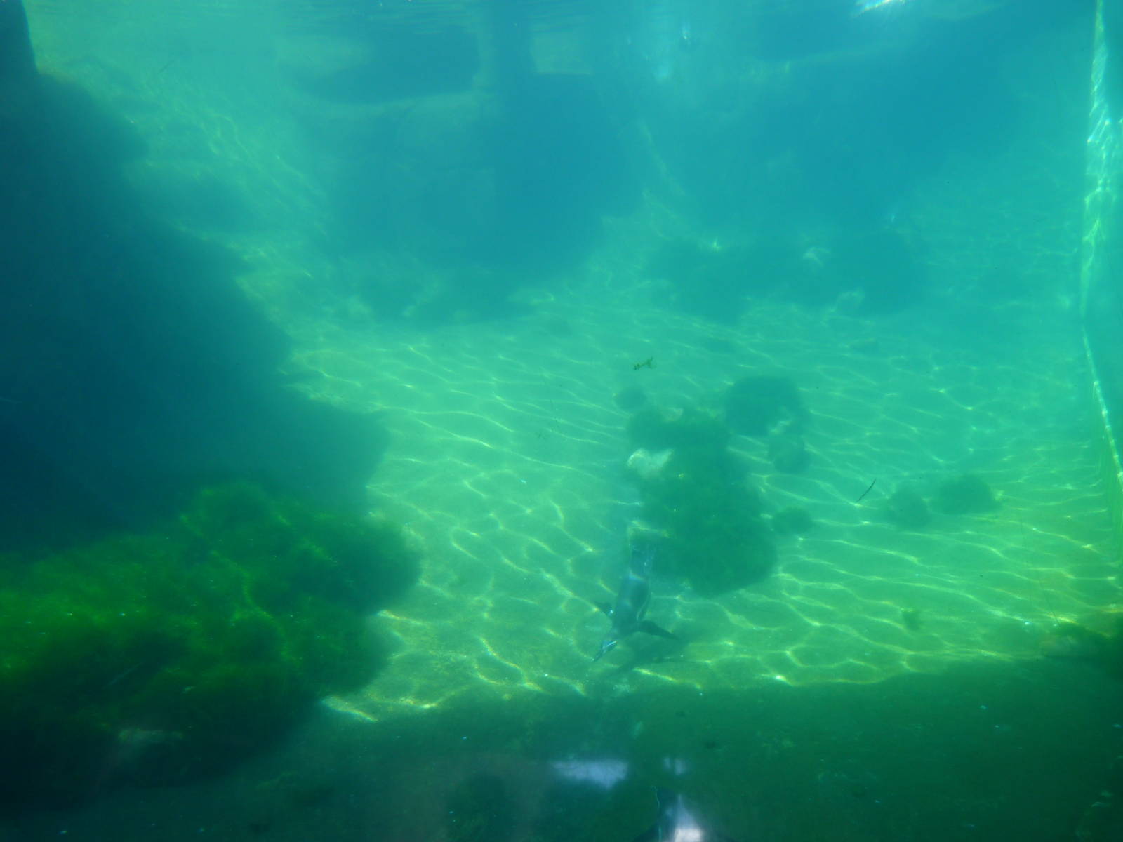 Another Penguin Viewing Window