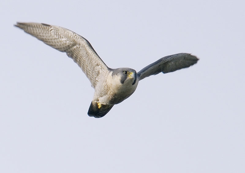 Another peregrine