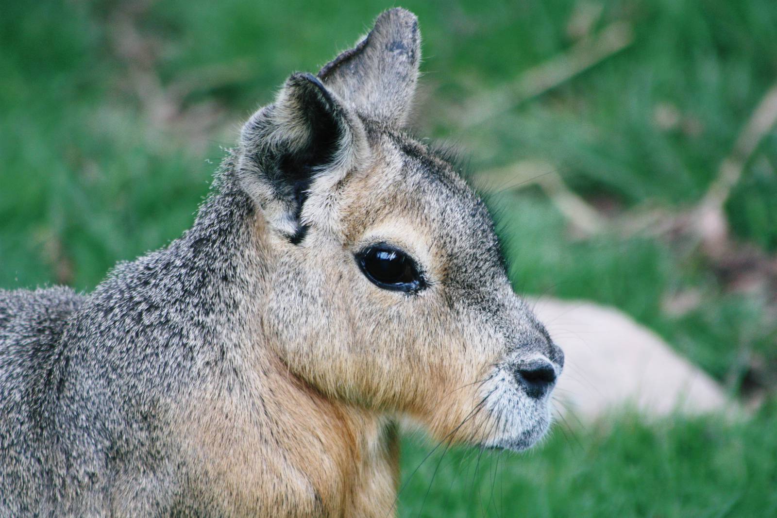 Another photo of a Patagonian Cavy