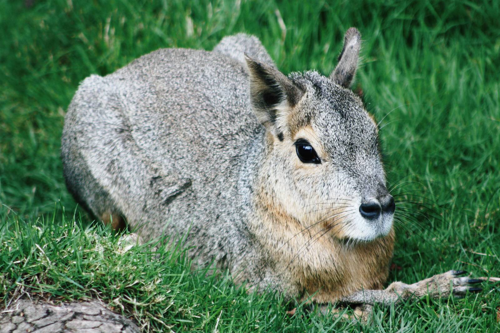 Another photo of a Patagonian Cavy