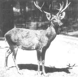 another photo of Schomburgk's deer