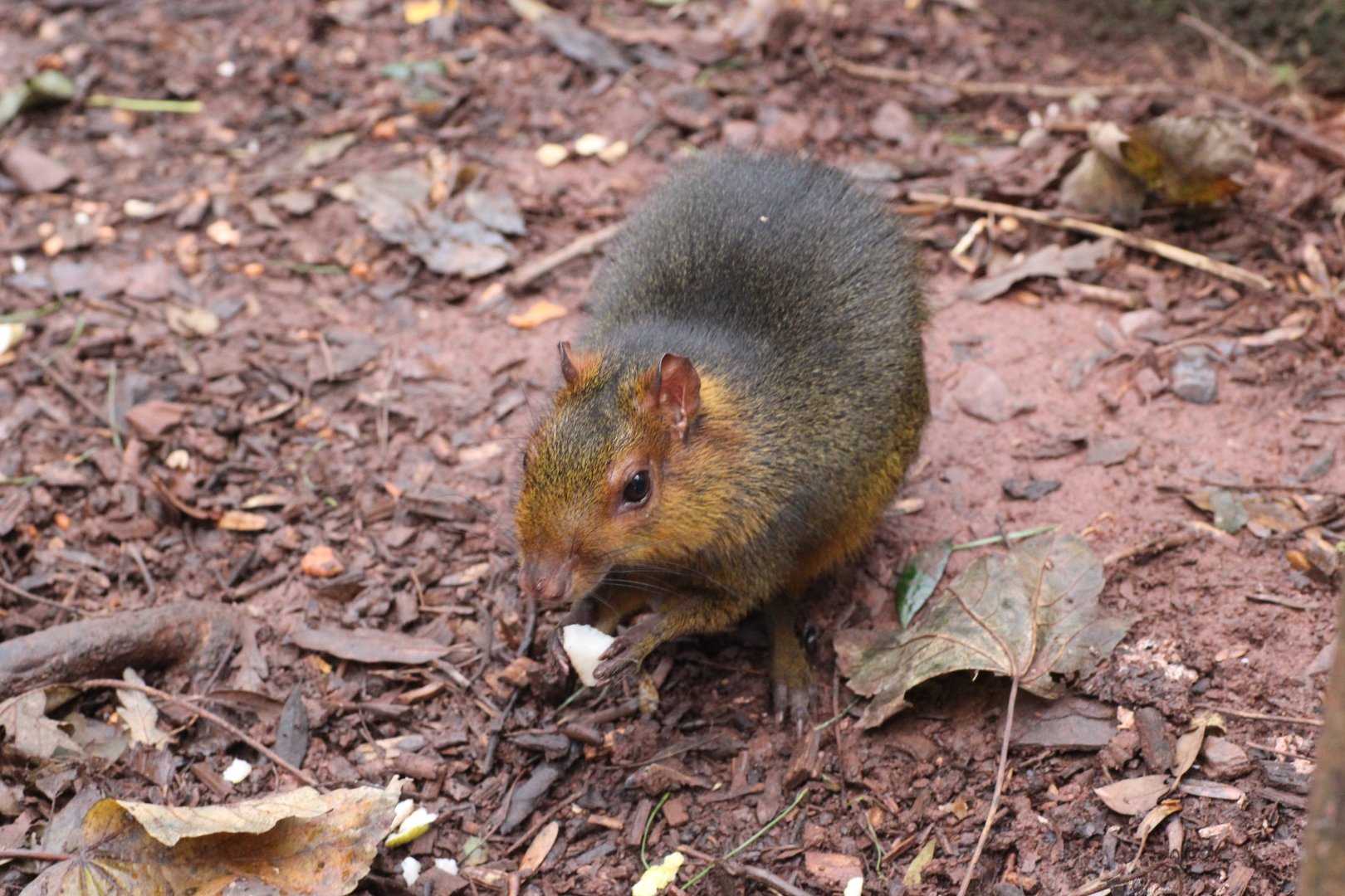 Another picture of Dave the Acouchi