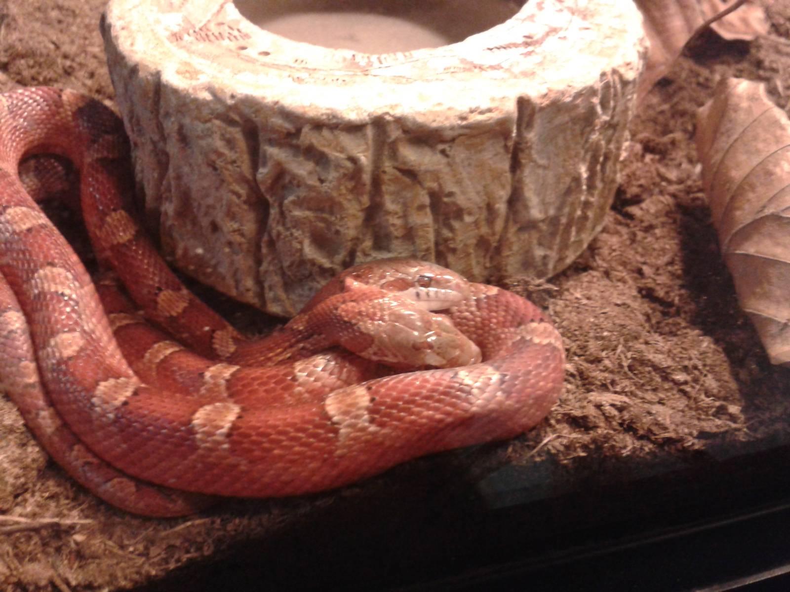 another picture of the two-headed cornsnake