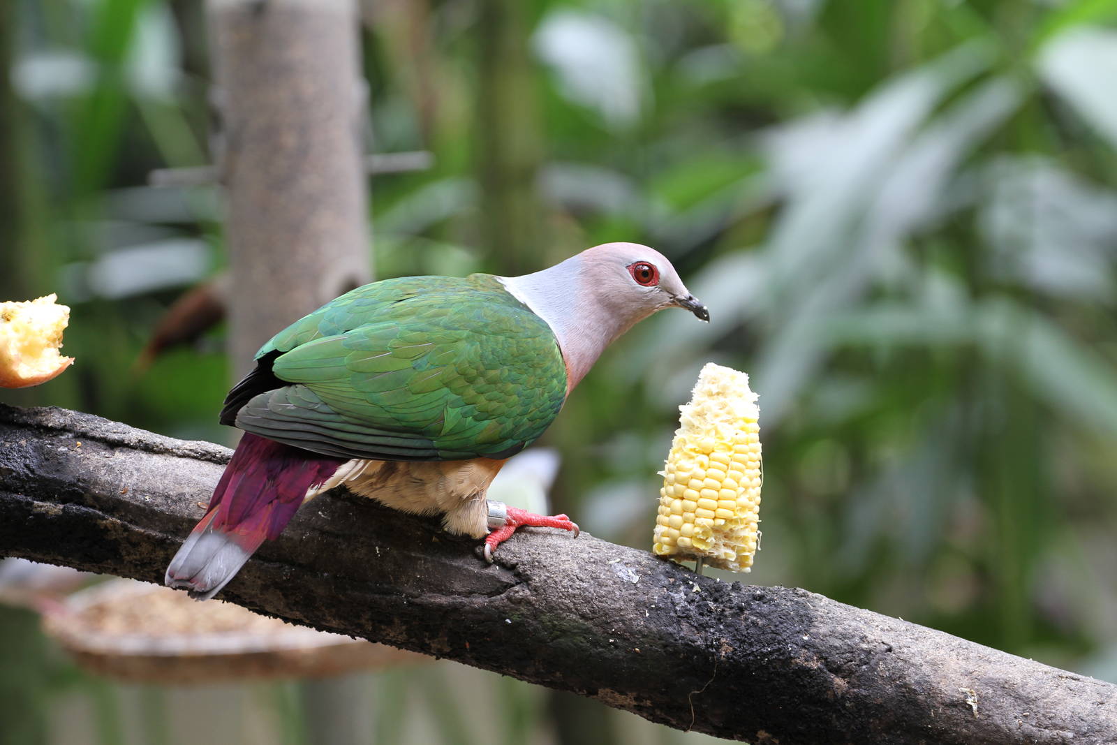 Another Pigeon / Dove ID?