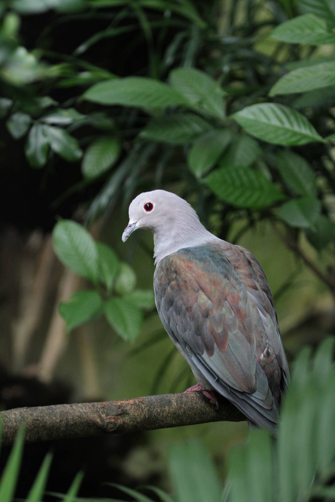 Another Pigeon, ID Help Needed