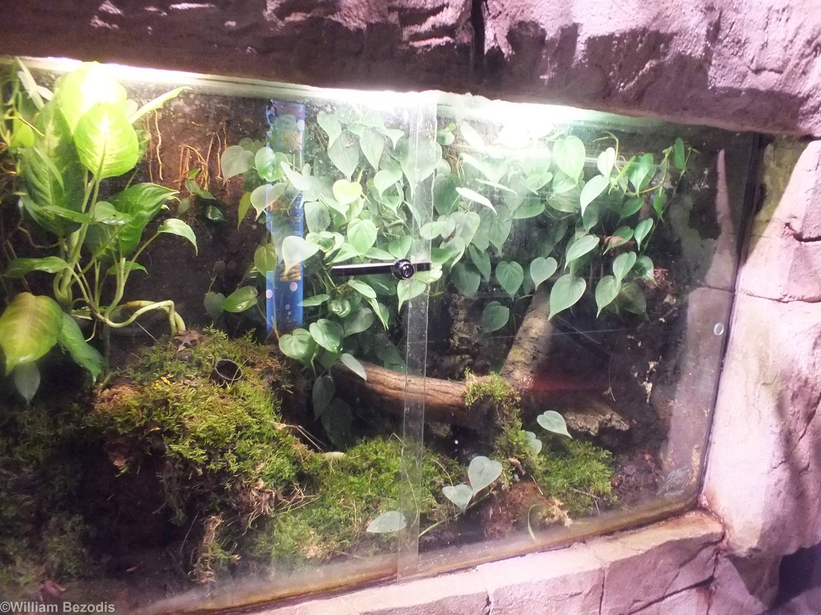 Another Poison Dart Frog Tank - Rainforest Section