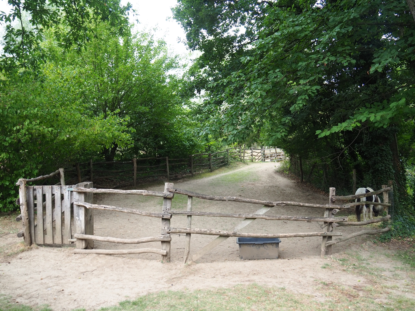 Another pony paddock (Aug 28th, 2018)