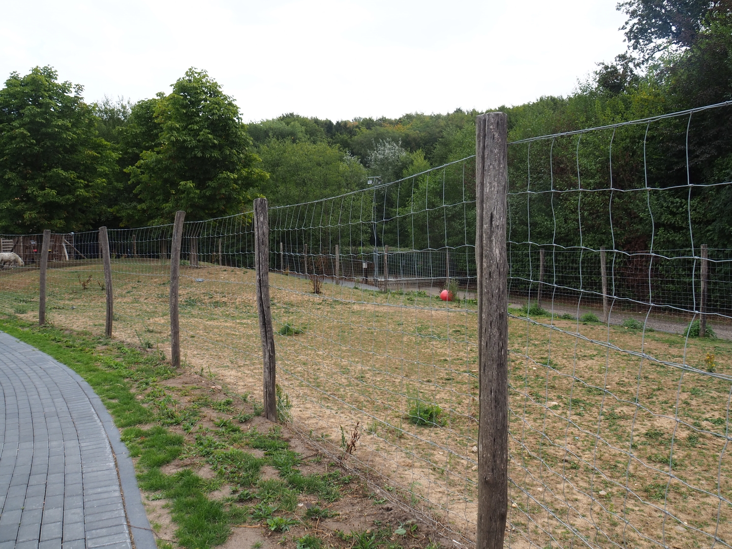 Another pony paddock (Aug 28th, 2018)