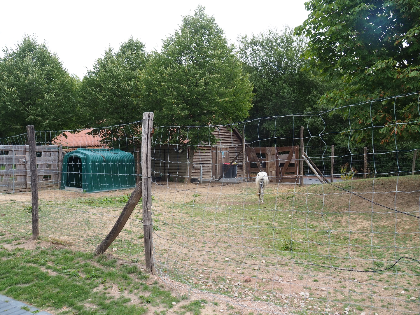 Another pony paddock (Aug 28th, 2018)