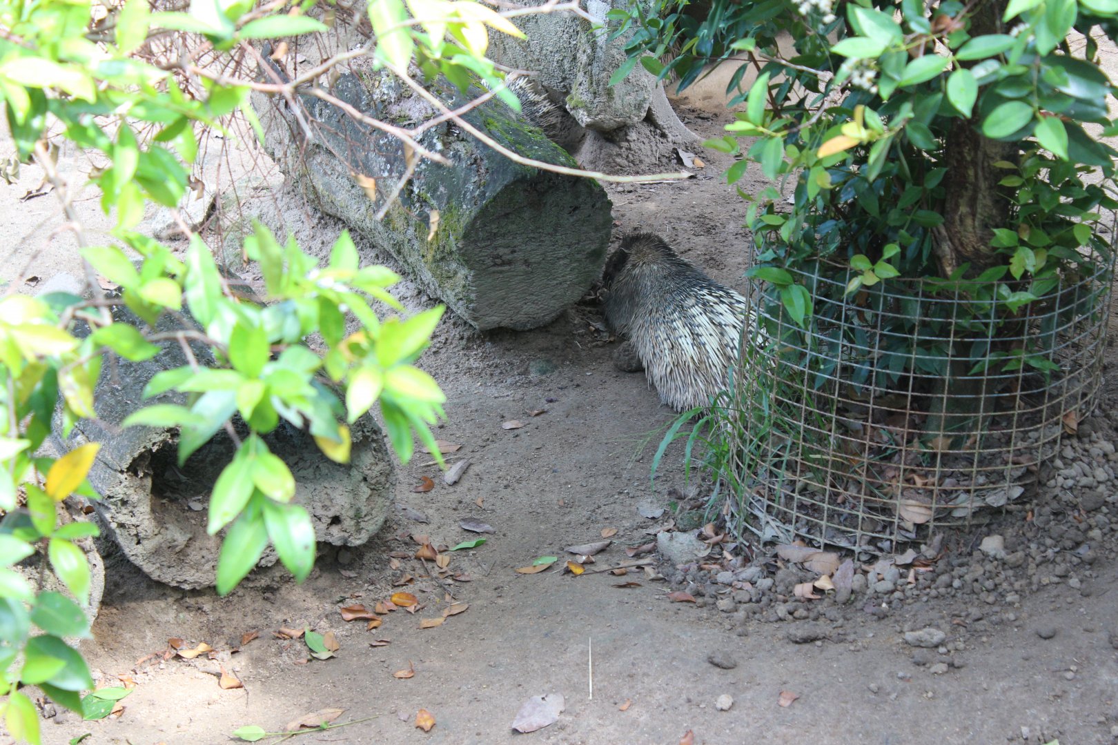 Another porcupine ID?