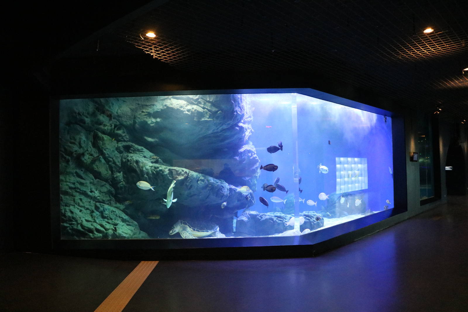 Another reef tank (edge of the reef?) - EPSON Aqua Park, February 2016