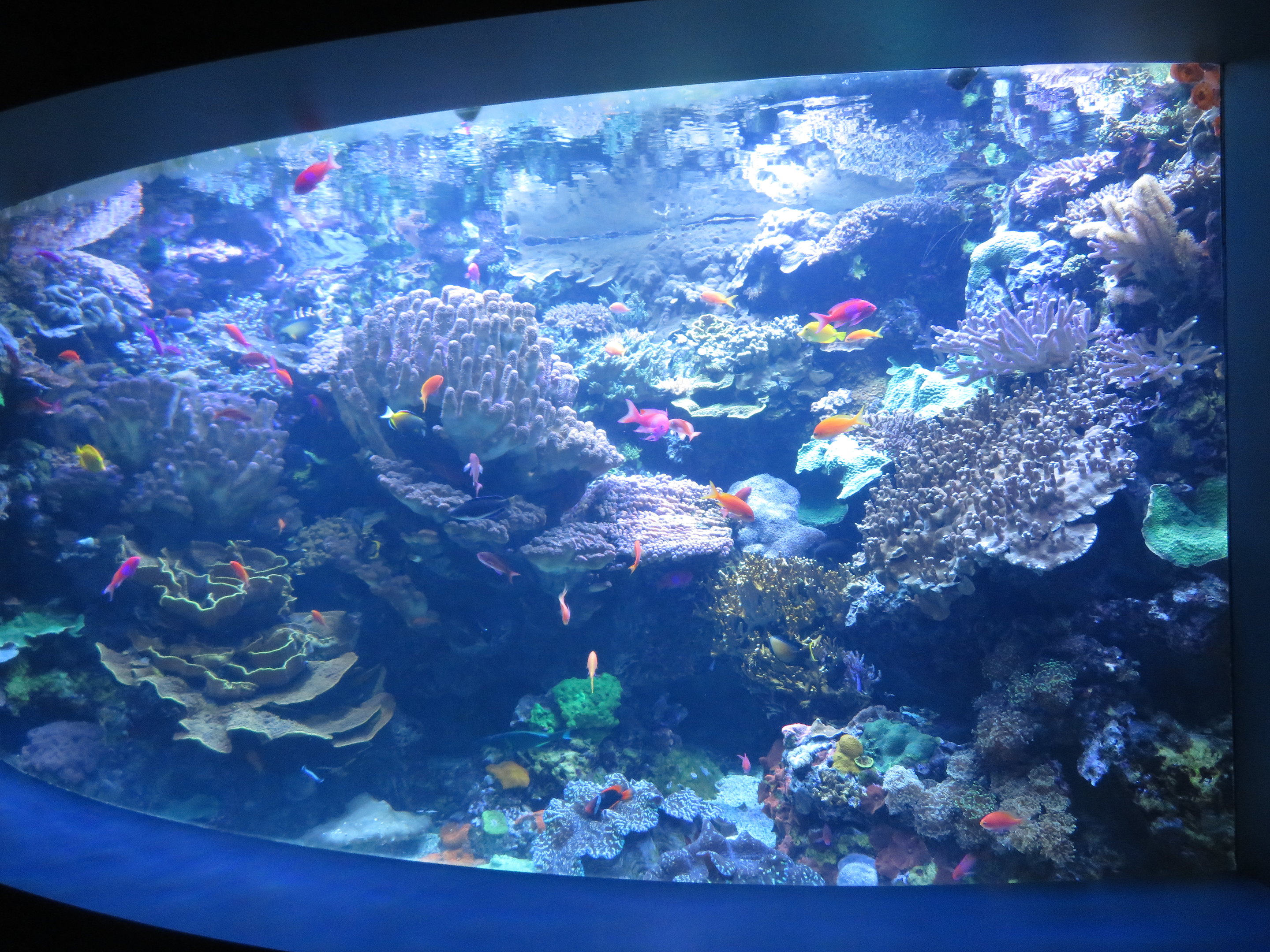 Another Reef Tank