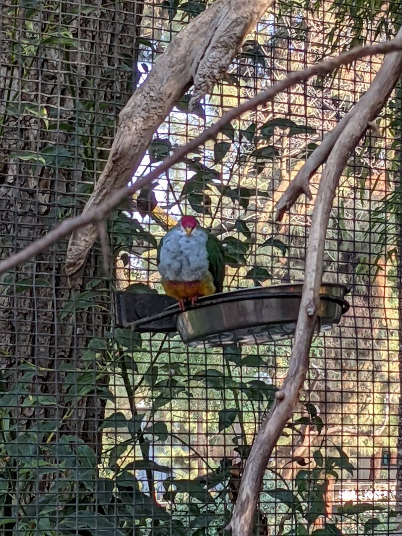 Another Shot of a Beautiful Fruit-Dove