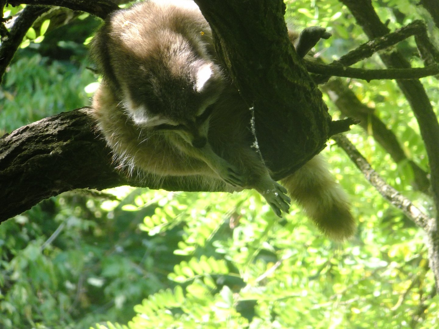 Another sleeping Raccoon
