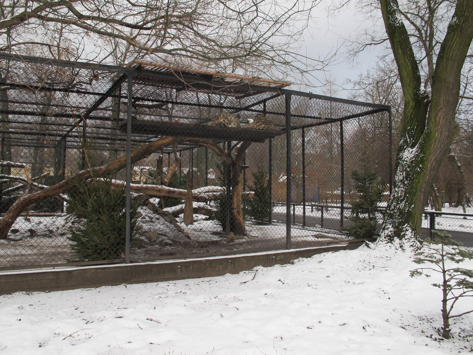 Another Snow Leopard Cage, January 2012
