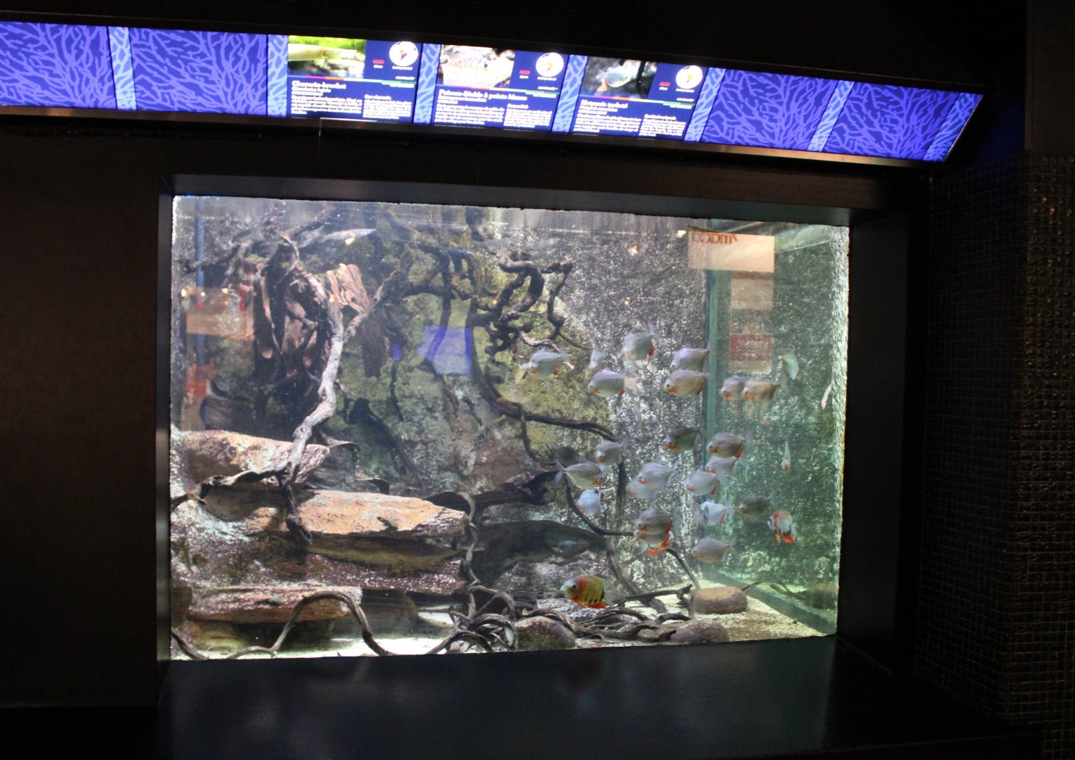 Another South American freshwater tank