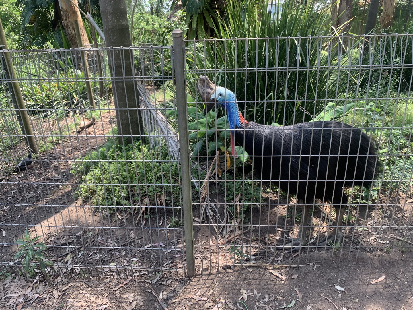 (another) Southern Cassowary in a 3rd exhibit (actually 1 of 3 exhibits next to eachother) adjacent to female Eastern Grey Kangaroo walkthrough