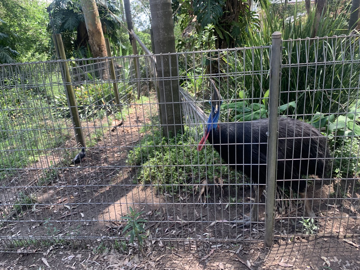 (another) Southern Cassowary in a 3rd exhibit (actually 1 of 3 exhibits next to eachother) adjacent to female Eastern Grey Kangaroo walkthrough