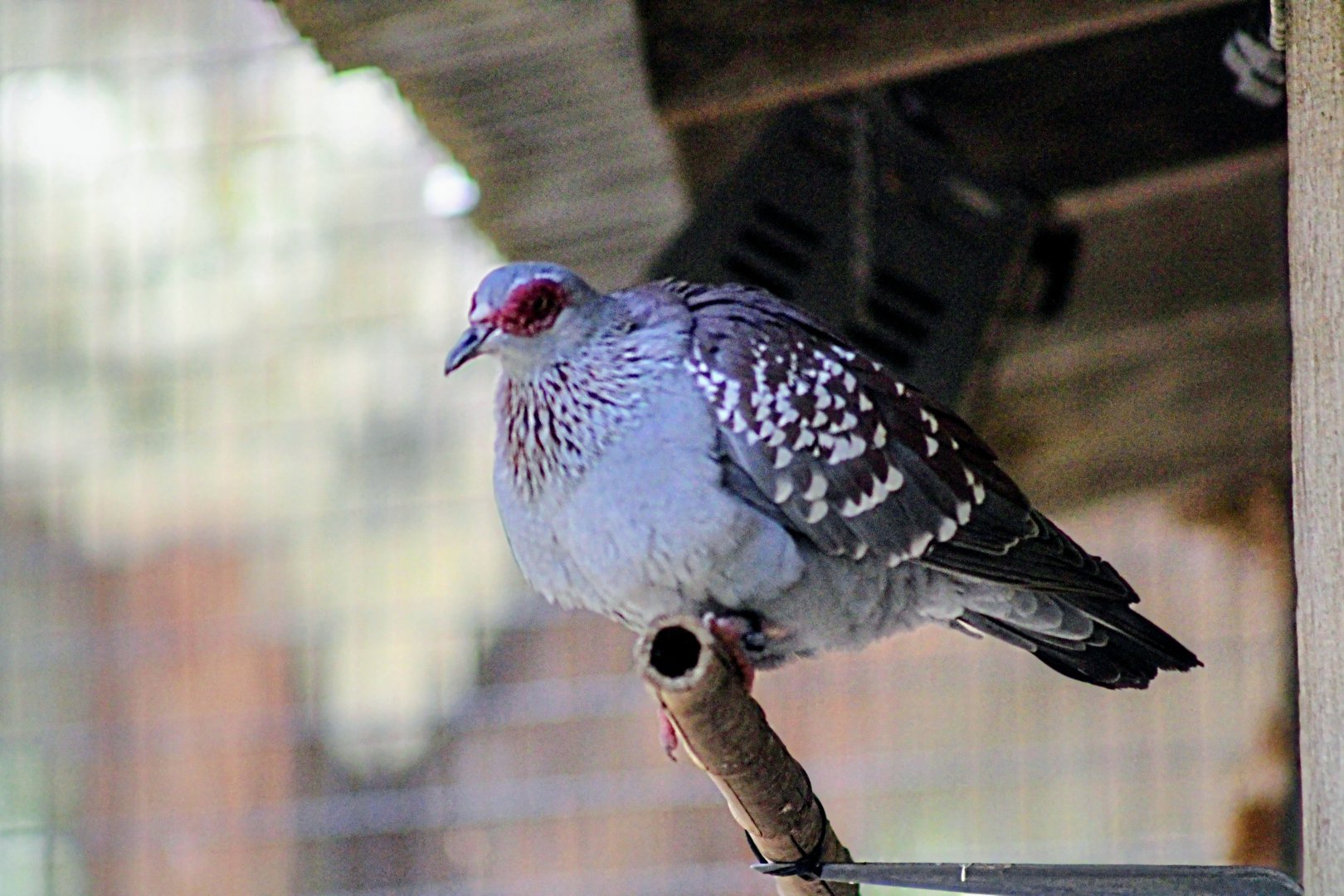 Another Speckled Pigeon [May 26, 2022]