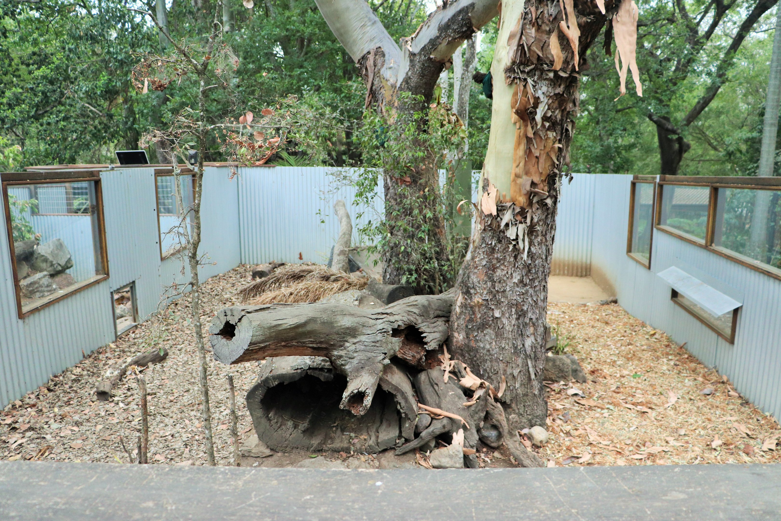 Another Tasmanian Devil Enclosure
