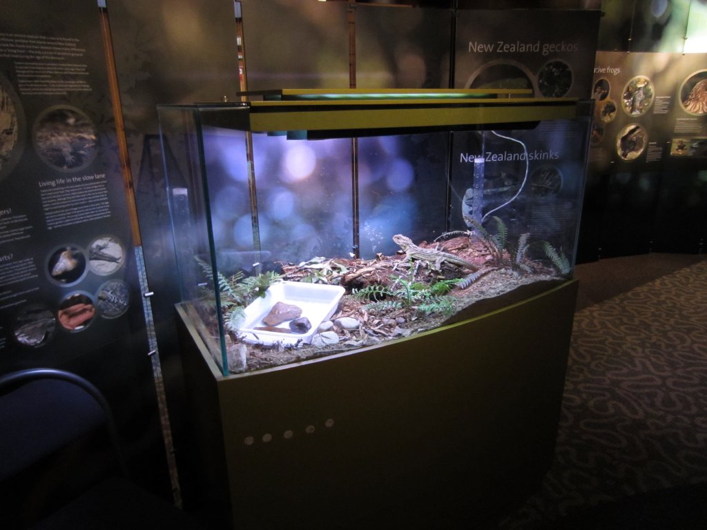 Another Tuatara tank