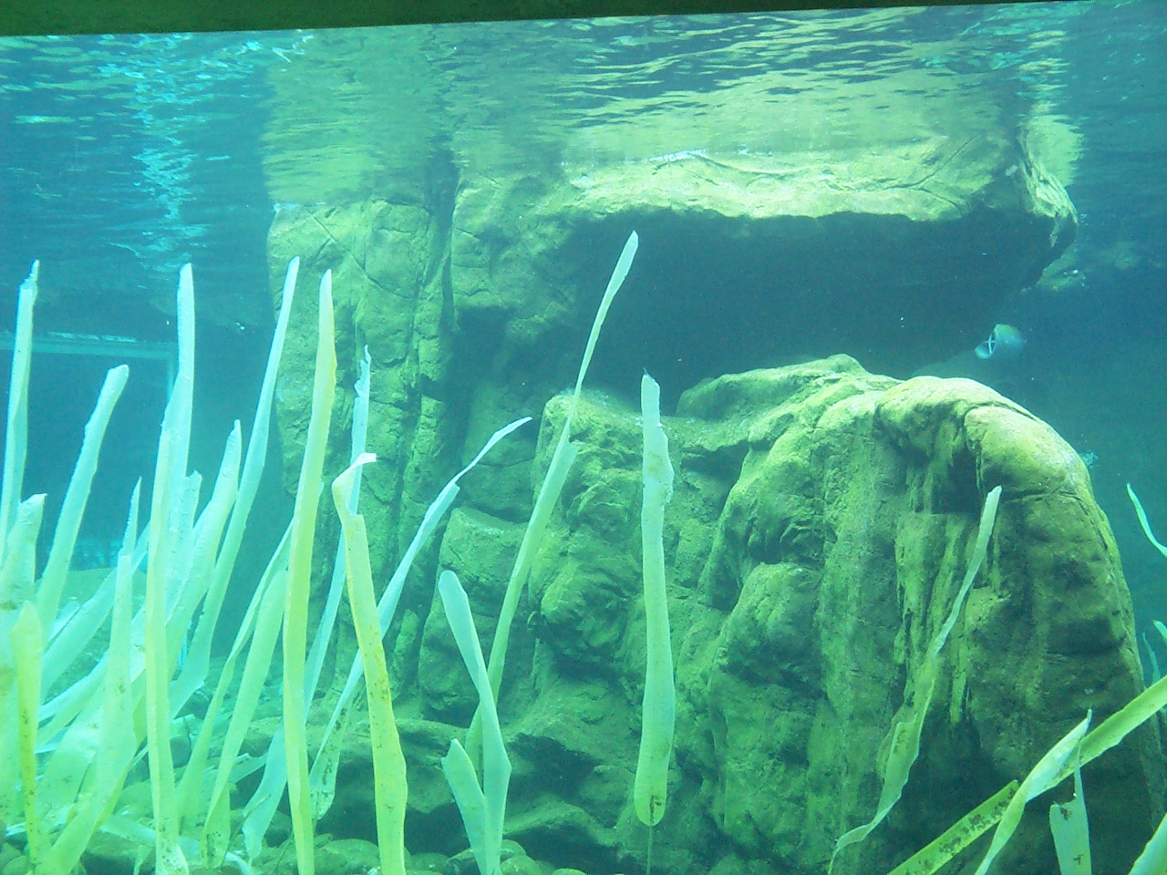 another underwater view
