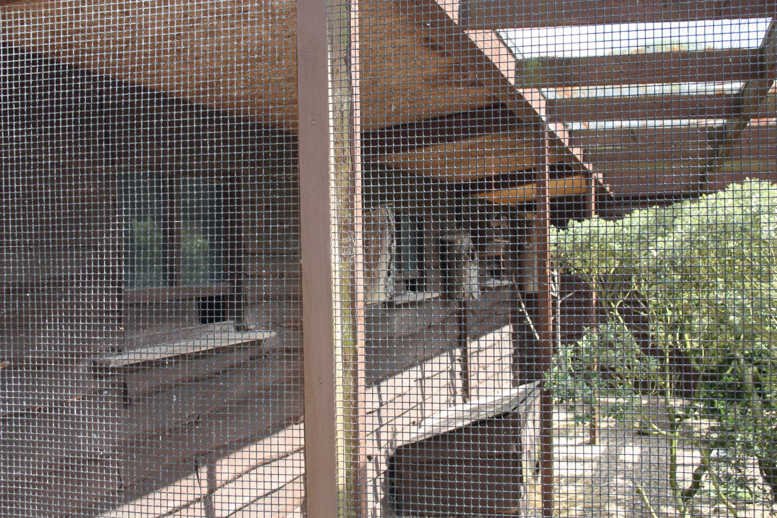 Another undistinguished photograph of the finches' shelter, 8th June 2014