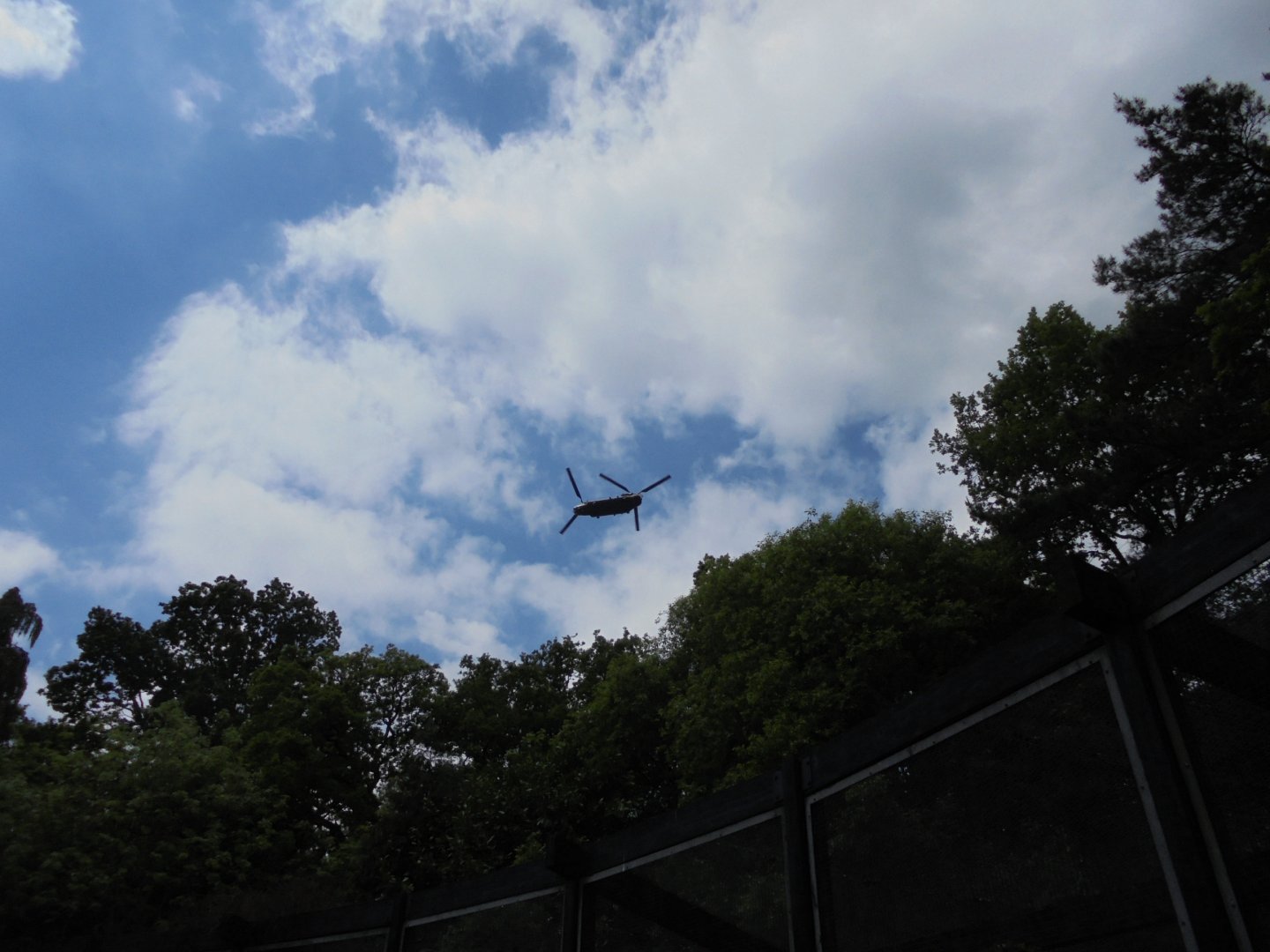 Another unexpected flying form - over the aviaries! 2017