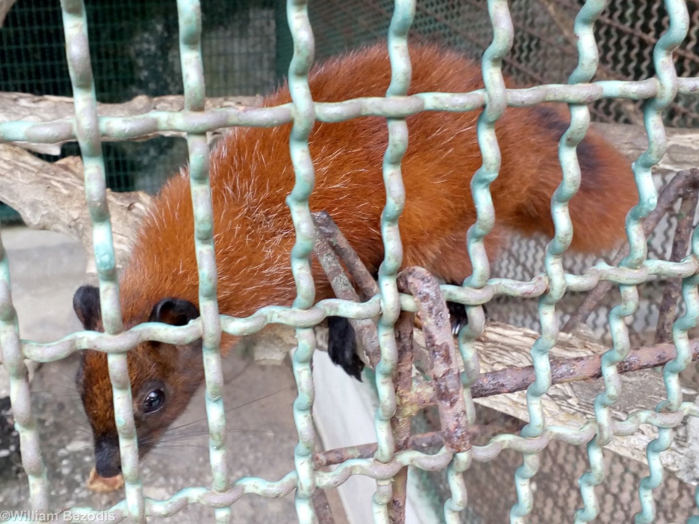 Another Variable Squirrel?